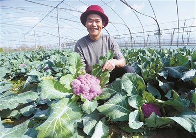全產業鏈布局 從田間到餐桌的“慈蔬”模式